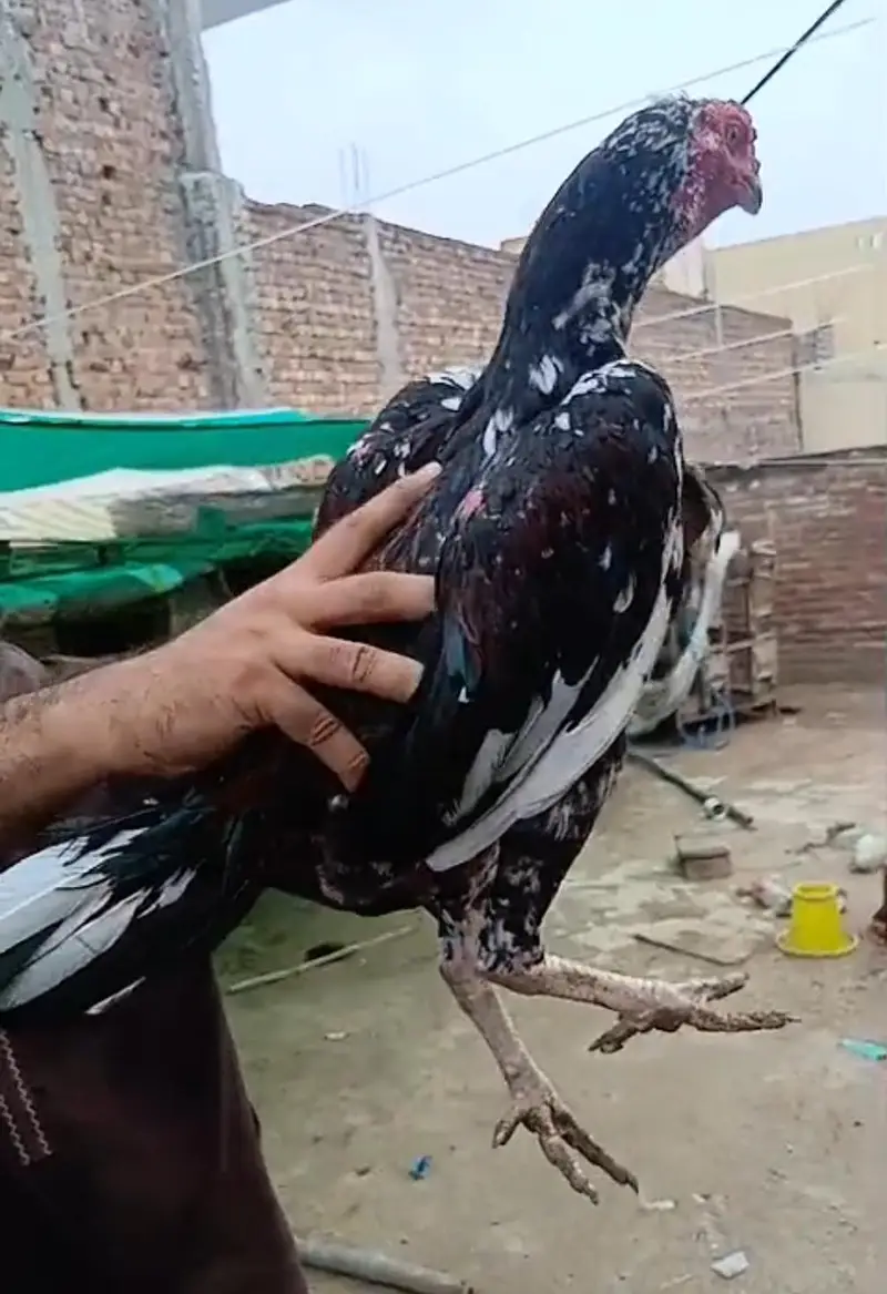 Pakistan ganoi cross  aseel pathy pathiyan — photo 2