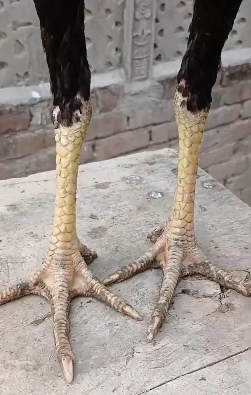 Pakistan ganoi cross  aseel pathy pathiyan — photo 6
