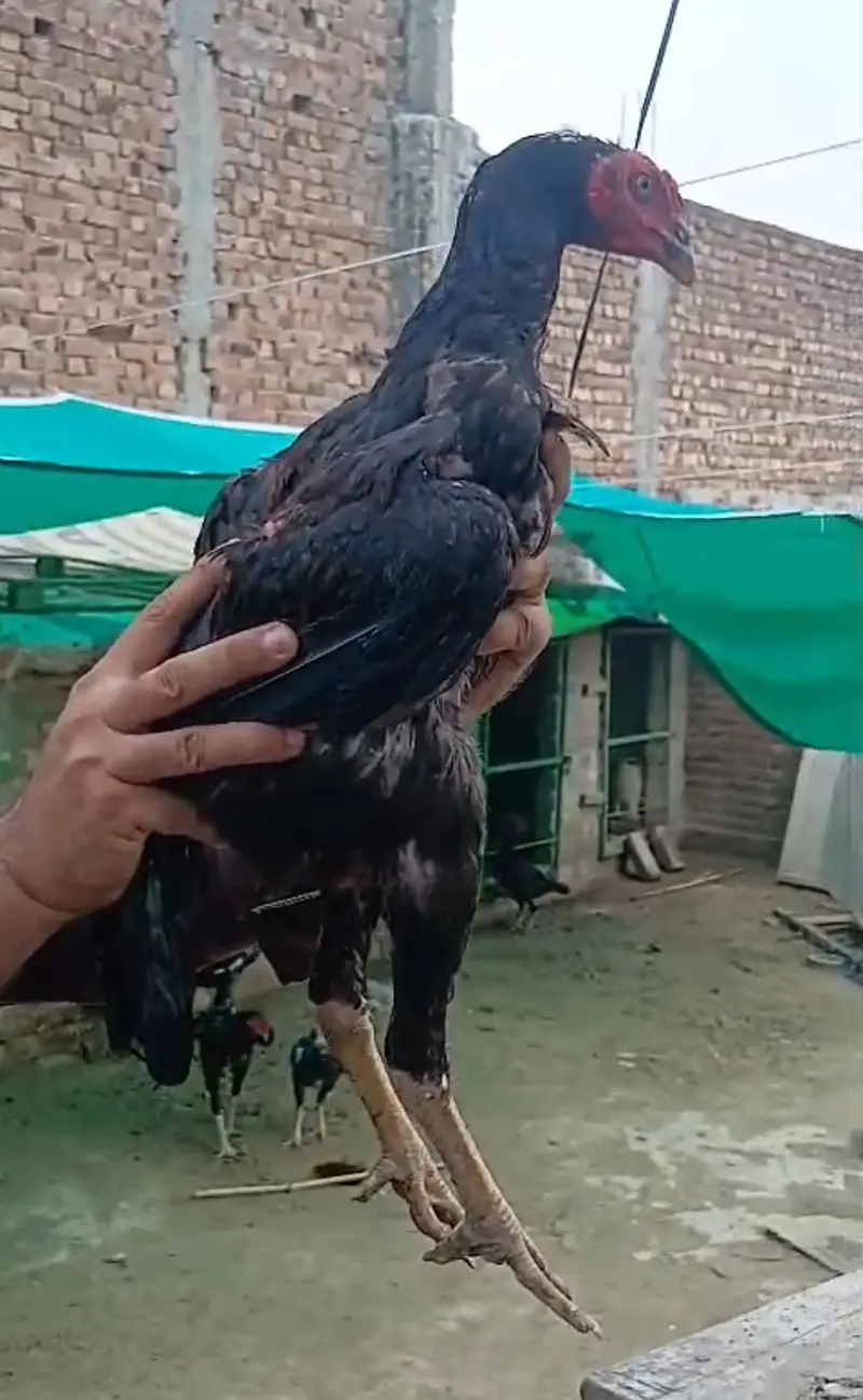 Pakistan ganoi cross  aseel pathy pathiyan — photo 7