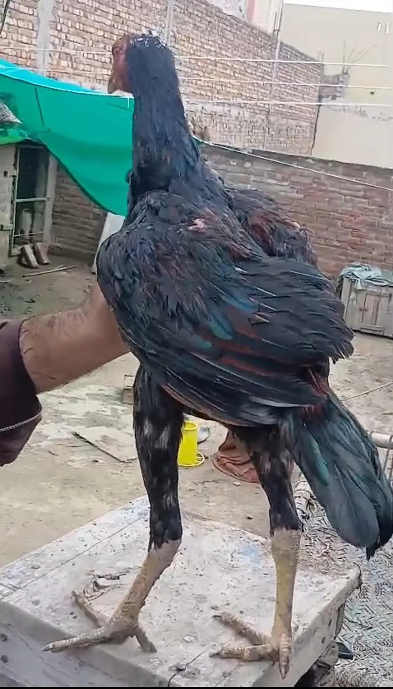 Pakistan ganoi cross  aseel pathy pathiyan — photo 8