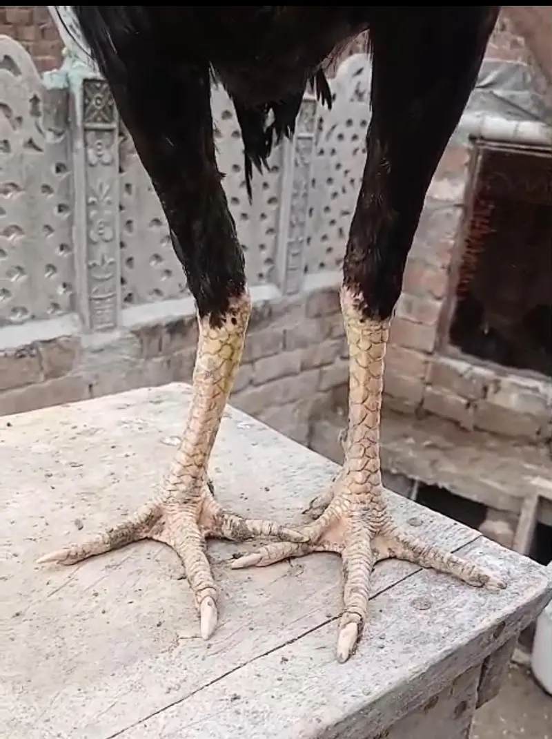 Pakistan ganoi cross  aseel pathy pathiyan — photo 11
