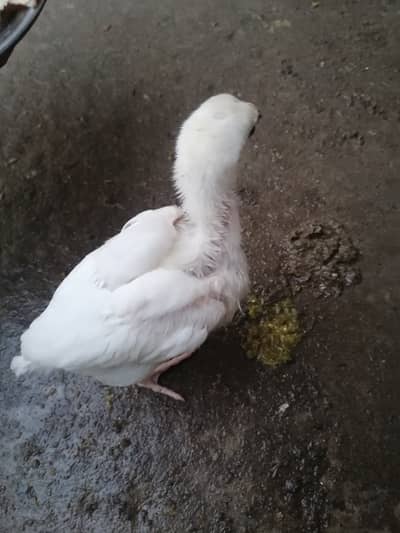 Heera chicks 2000 per piece final