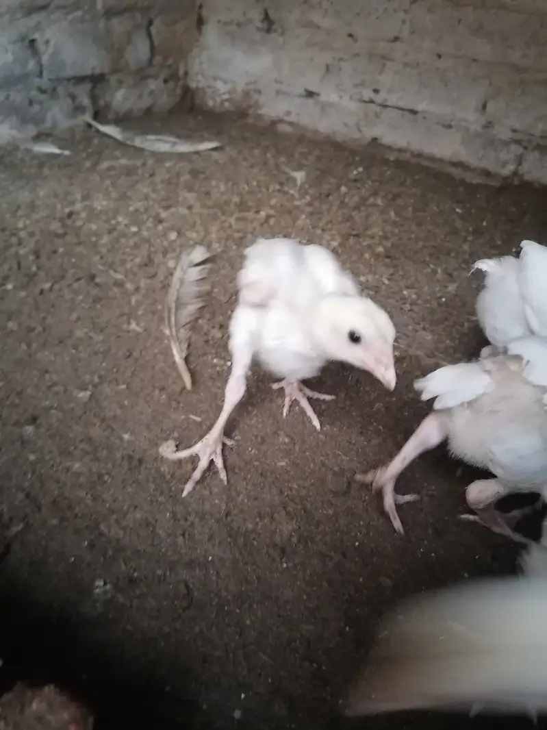 Heera chicks 2000 per piece final — photo 2