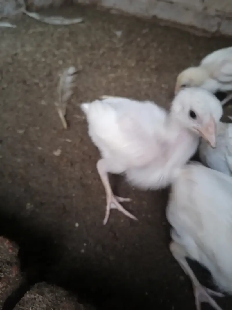 Heera chicks 2000 per piece final — photo 3