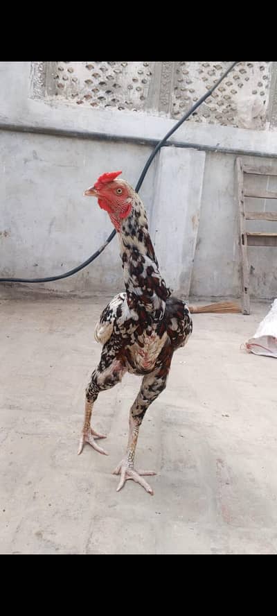 Mughal Aseel bird