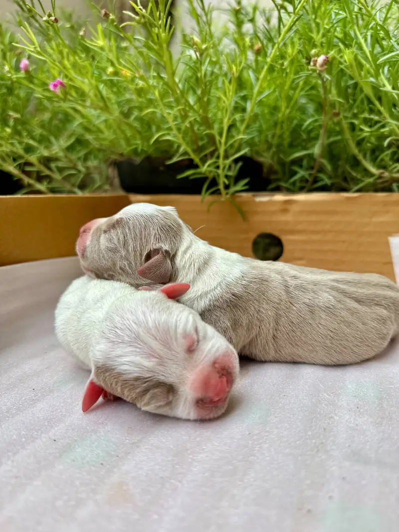 American bullies