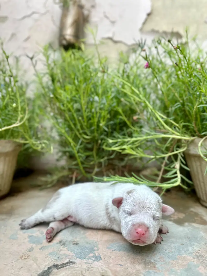 American bullies — photo 3