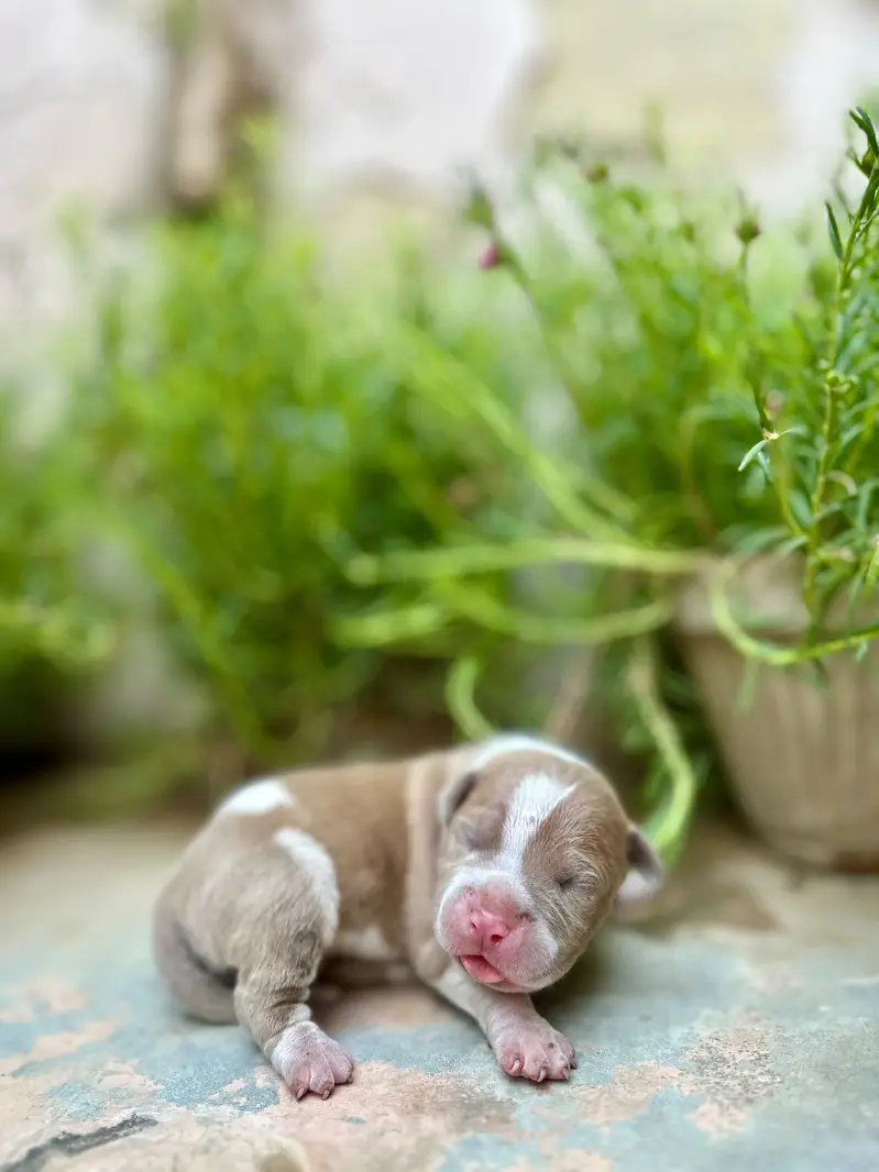 American bullies — photo 4