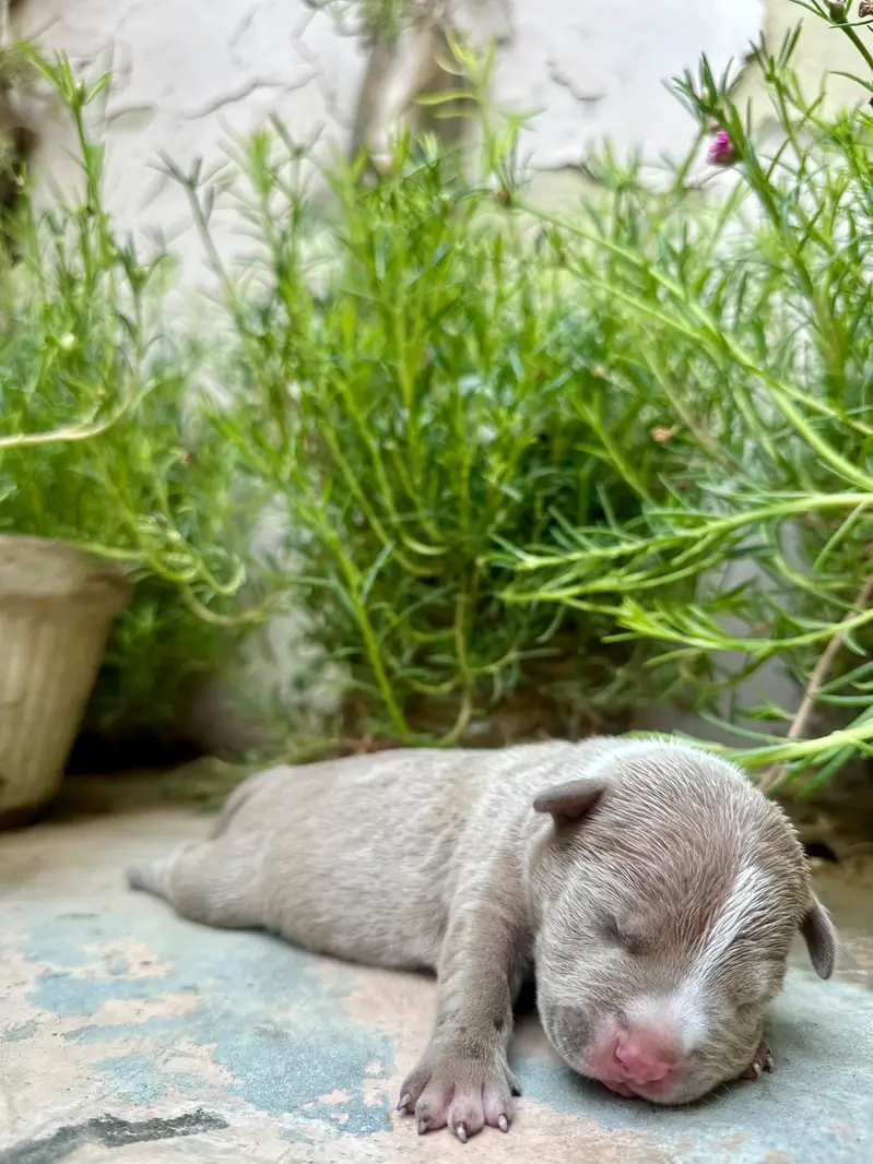 American bullies — photo 5
