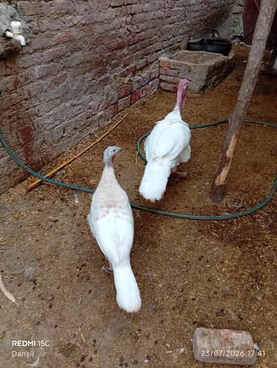turkey breeder pair *2