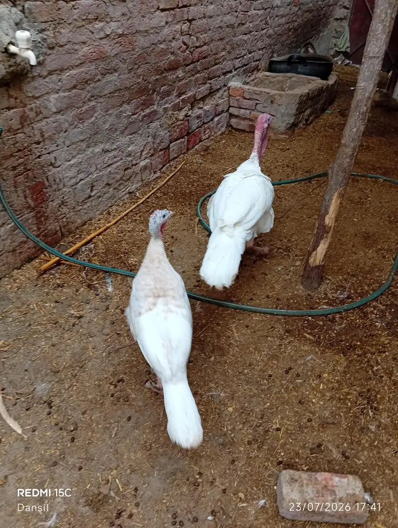 turkey breeder pair *2