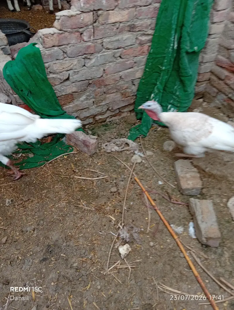 turkey breeder pair *2 — photo 2