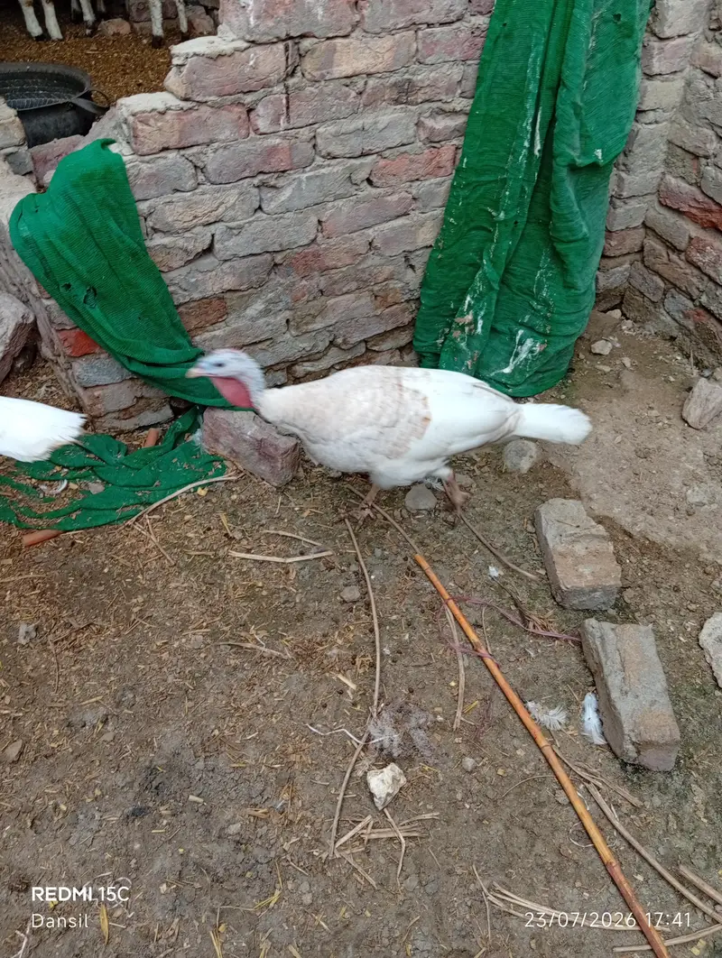 turkey breeder pair *2 — photo 3