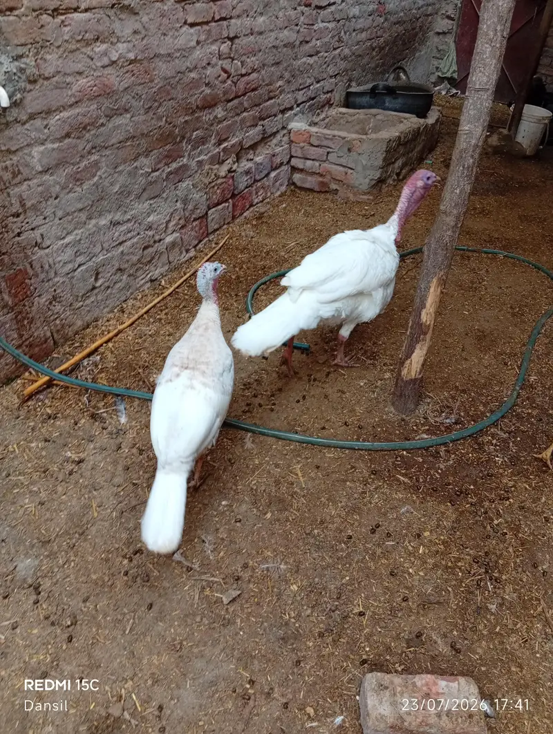 turkey breeder pair *2 — photo 4