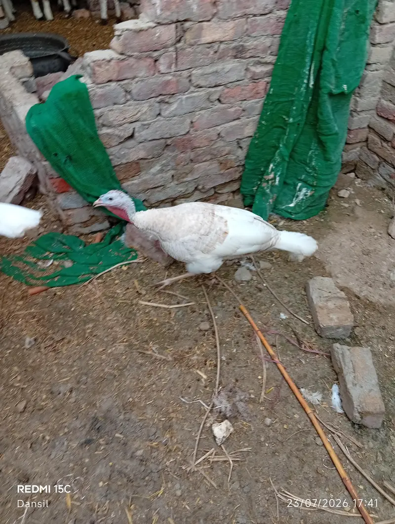 turkey breeder pair *2 — photo 5