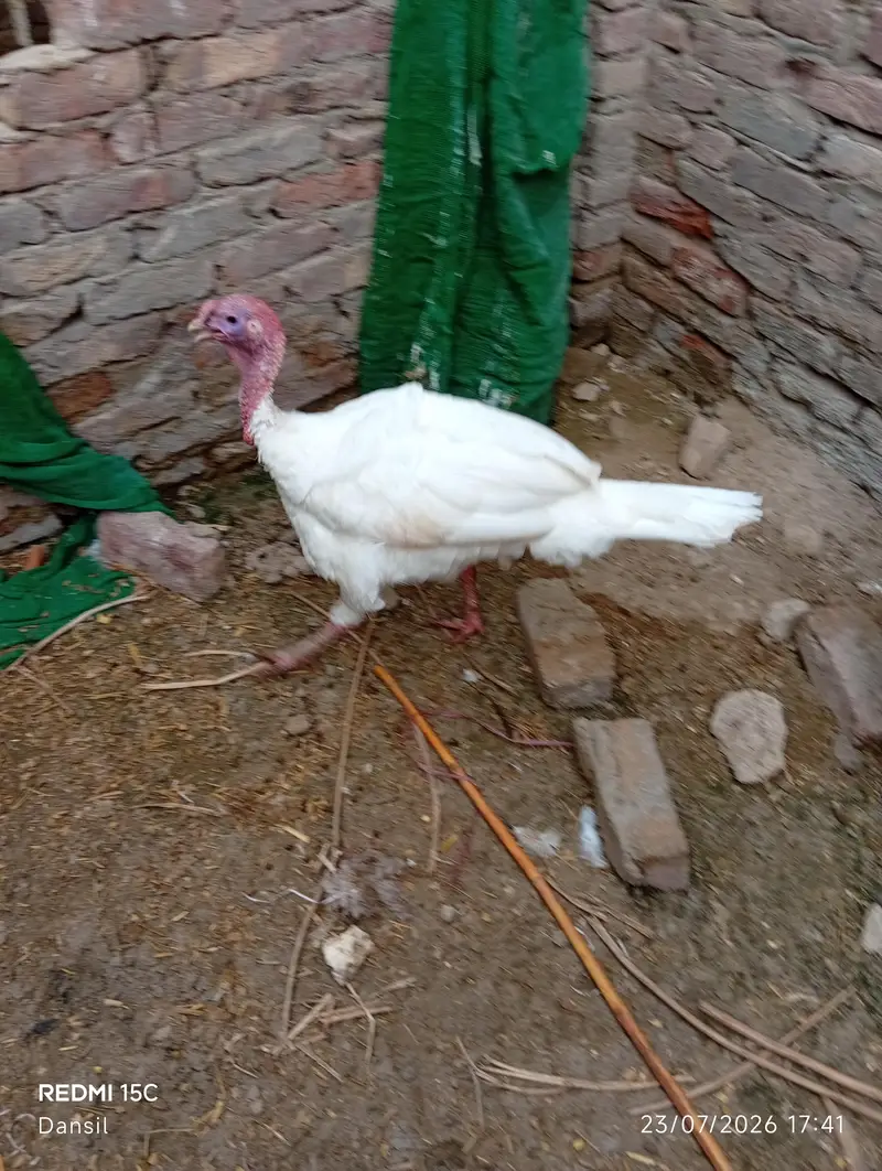 turkey breeder pair *2 — photo 6