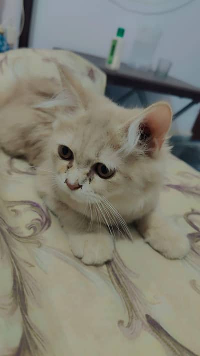 Persian double coat Pair for sale