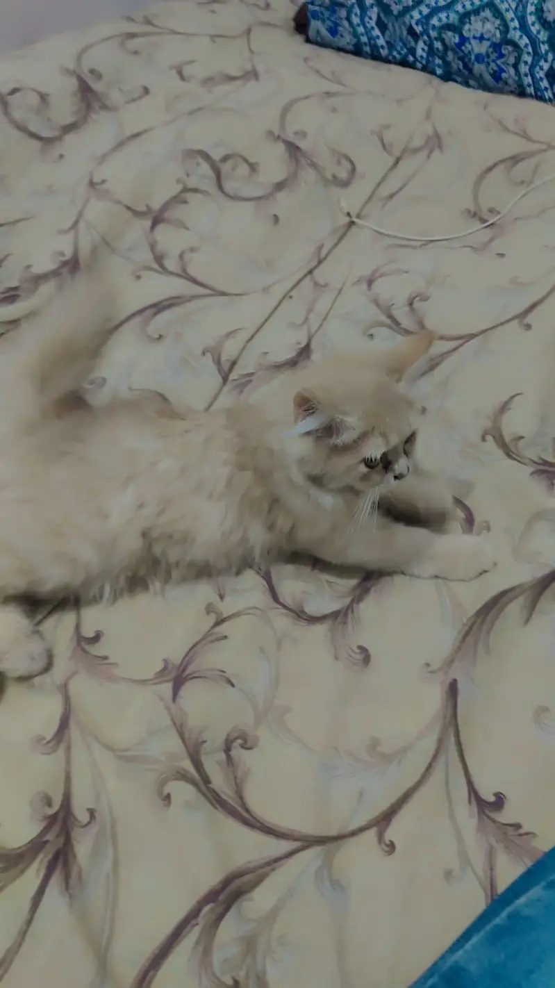 Persian double coat Pair for sale — photo 5