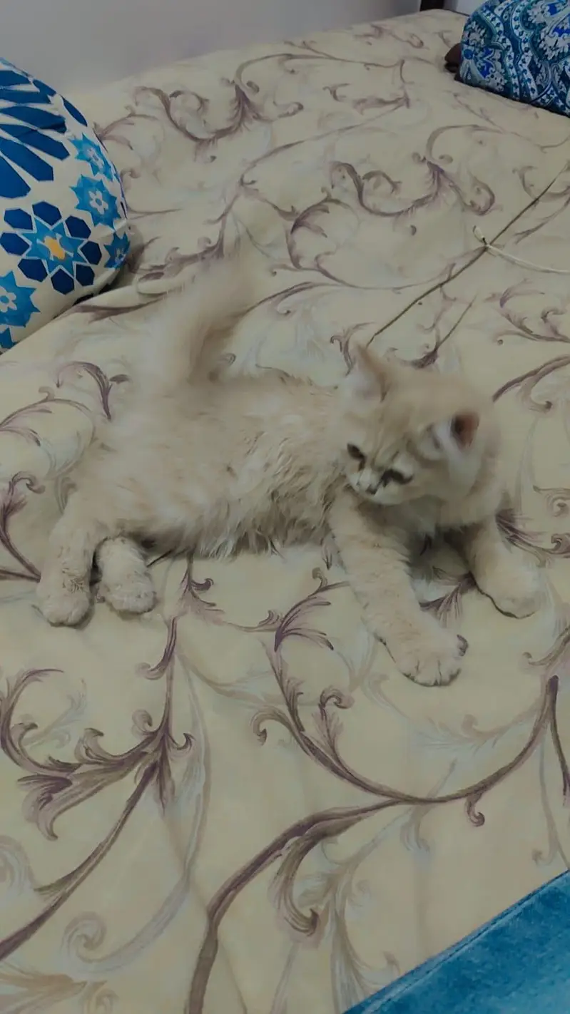 Persian double coat Pair for sale — photo 6