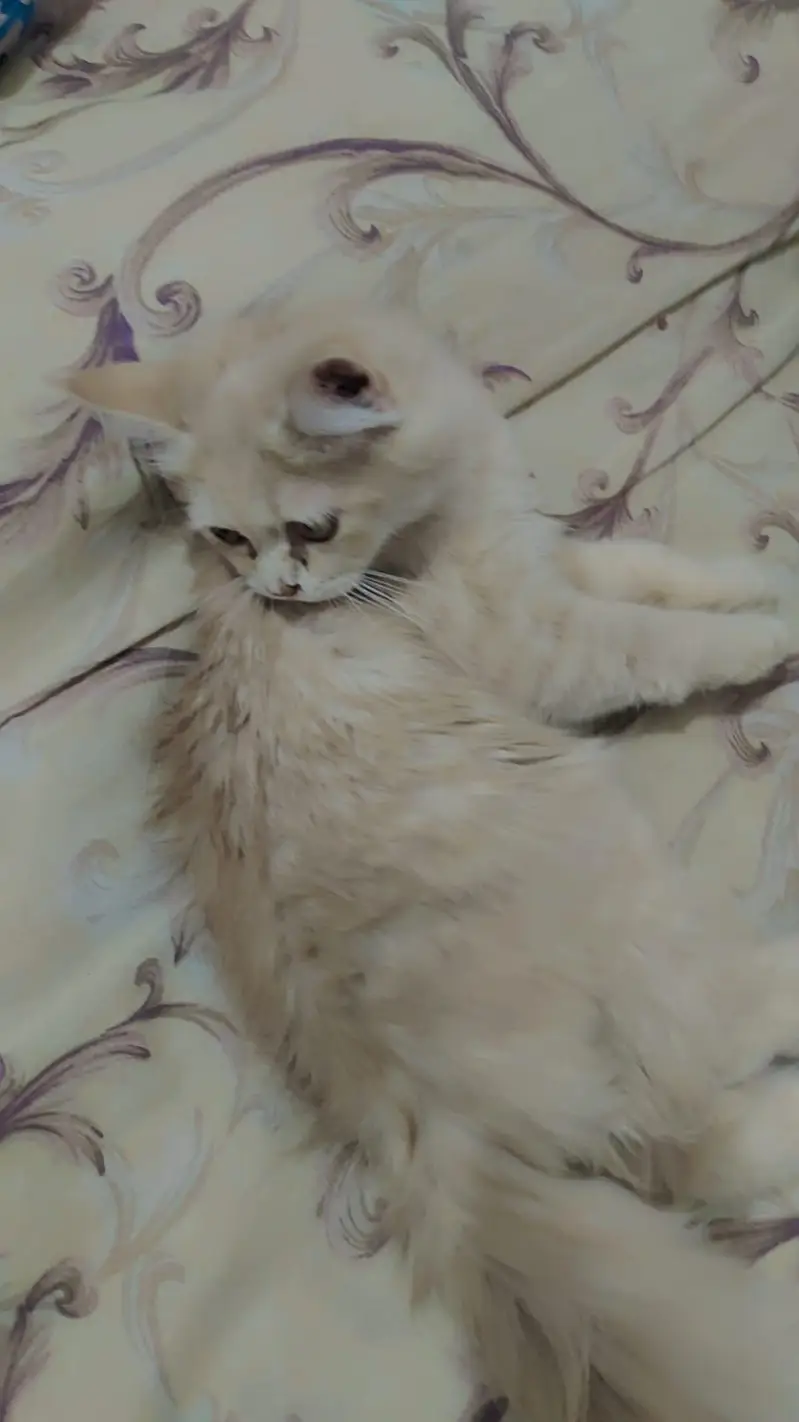 Persian double coat Pair for sale — photo 7