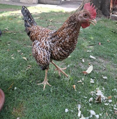 Healthy Murga