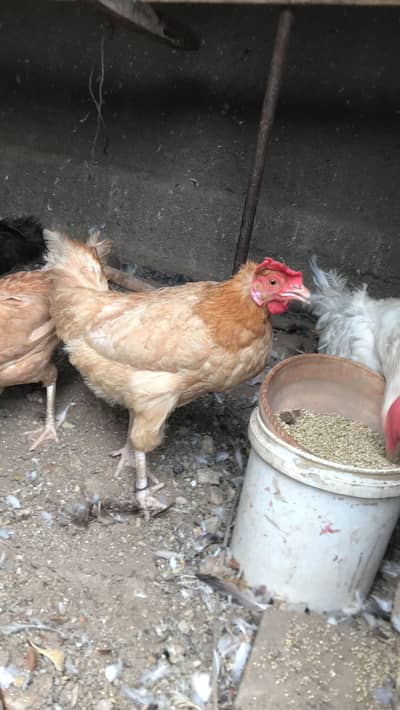 5 Misri 2 Layer hens