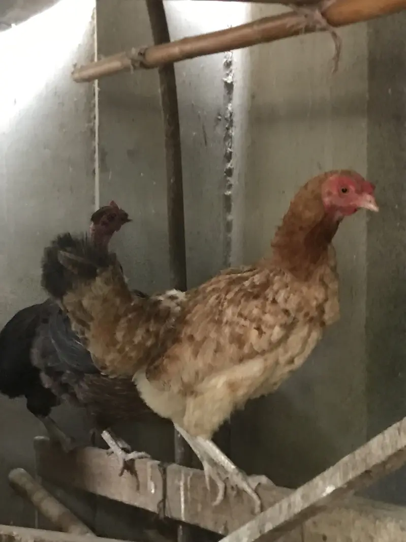 5 Misri 2 Layer hens — photo 2