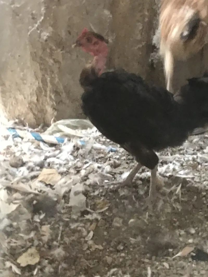 5 Misri 2 Layer hens — photo 3
