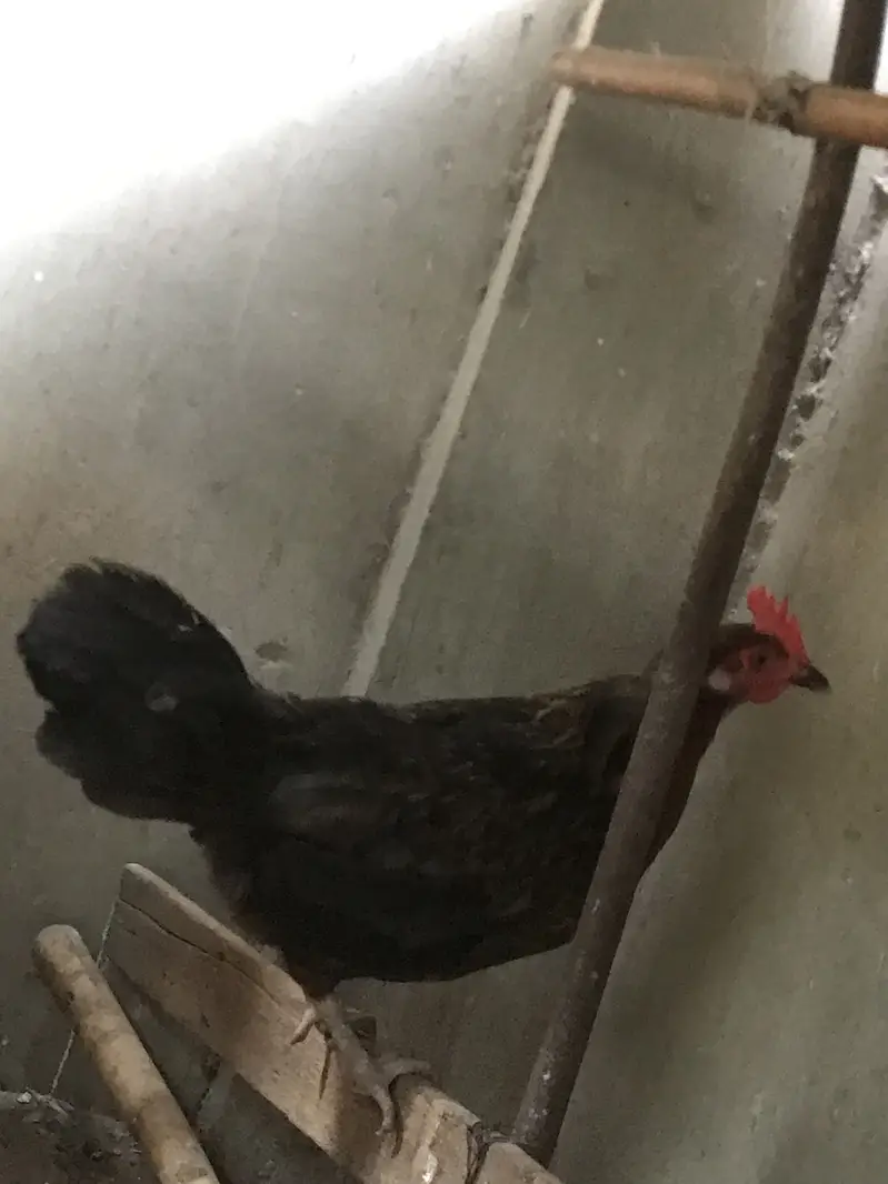 5 Misri 2 Layer hens — photo 4