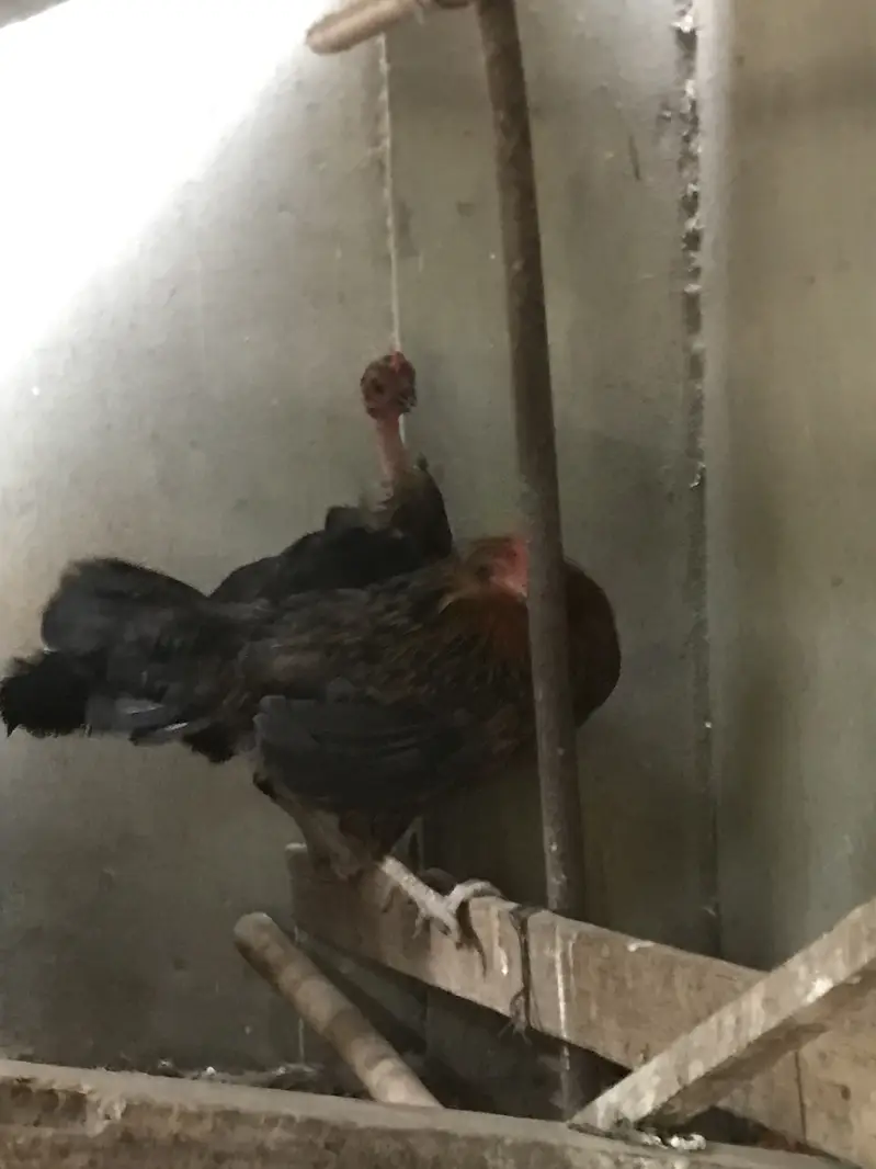 5 Misri 2 Layer hens — photo 5