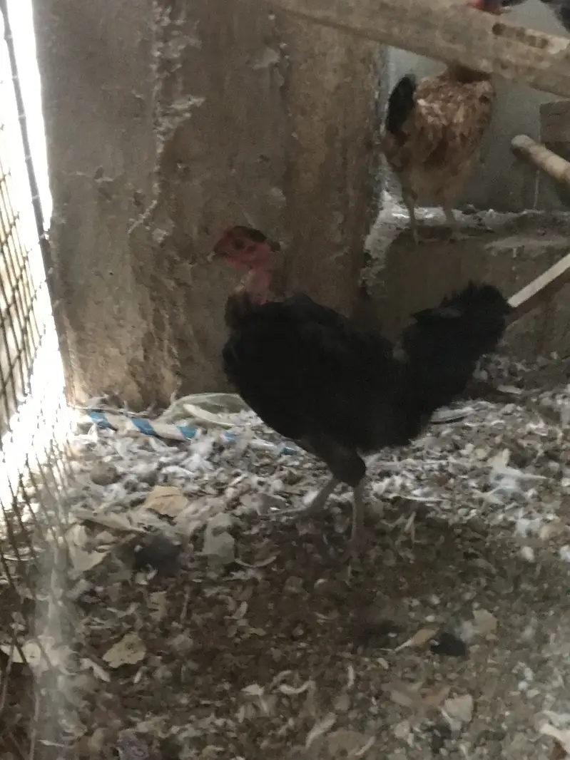 5 Misri 2 Layer hens — photo 6