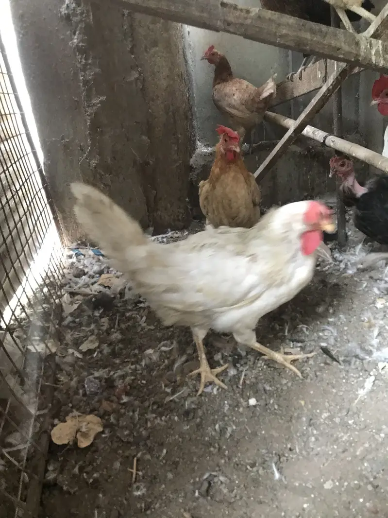5 Misri 2 Layer hens — photo 7