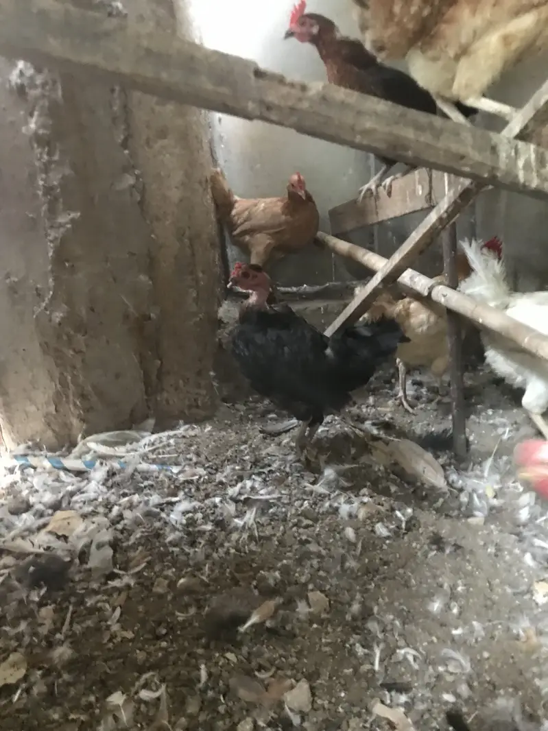 5 Misri 2 Layer hens — photo 8