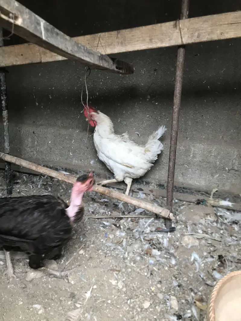 5 Misri 2 Layer hens — photo 9