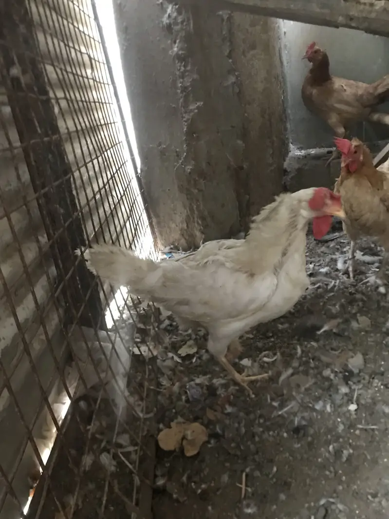 5 Misri 2 Layer hens — photo 10