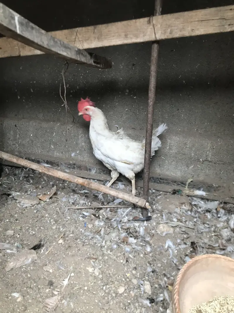 5 Misri 2 Layer hens — photo 11