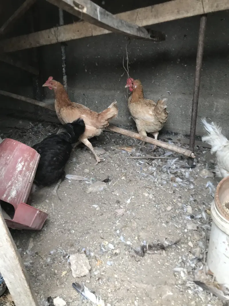 5 Misri 2 Layer hens — photo 12