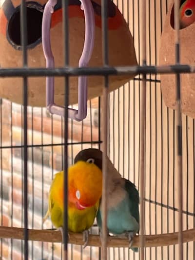 breeder pair with big cage
