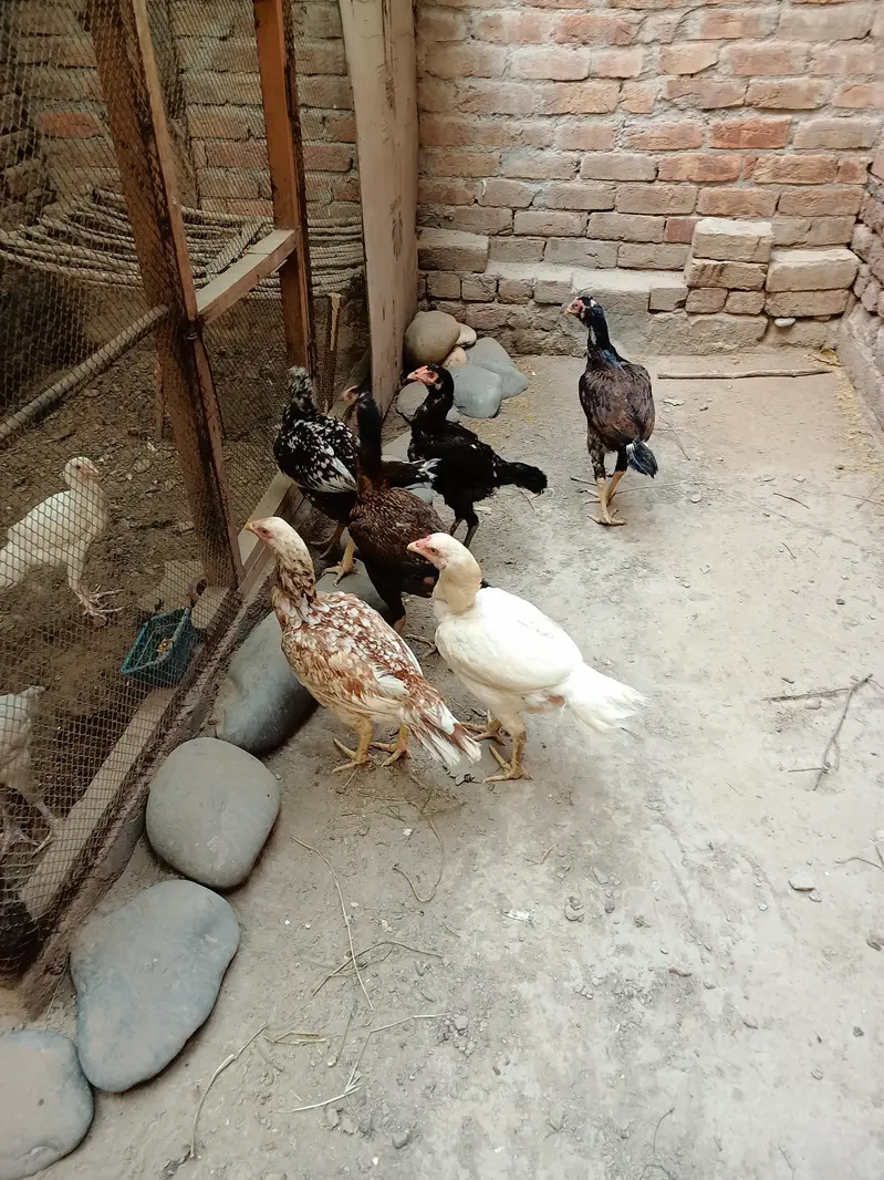 Aseel Murgiya For Sale — photo 3