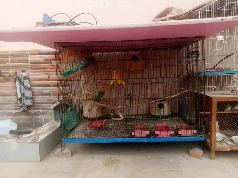 breeder pair with big cage — photo 2