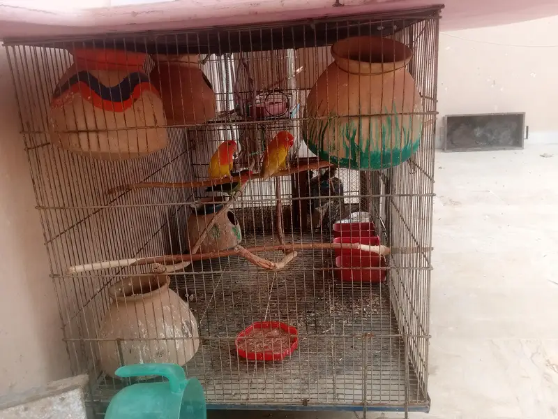 breeder pair with big cage — photo 3