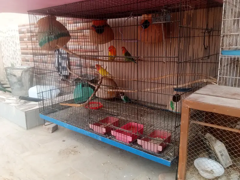 breeder pair with big cage — photo 4