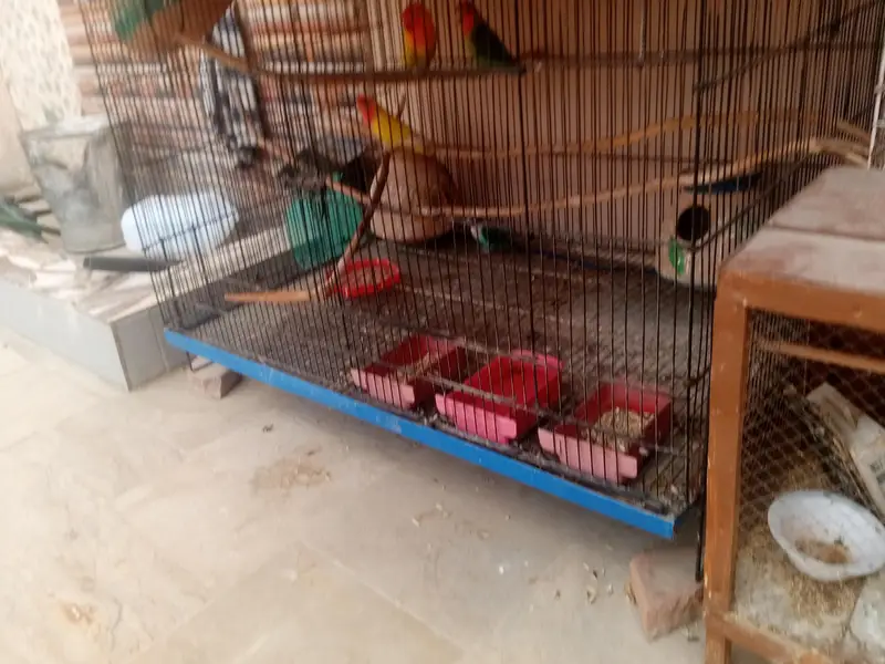 breeder pair with big cage — photo 5