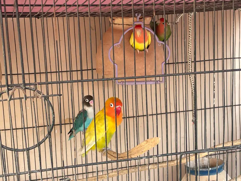 breeder pair with big cage — photo 6