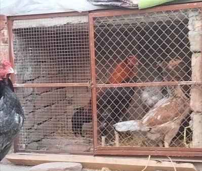 Hen's Frame | ہنز فریم