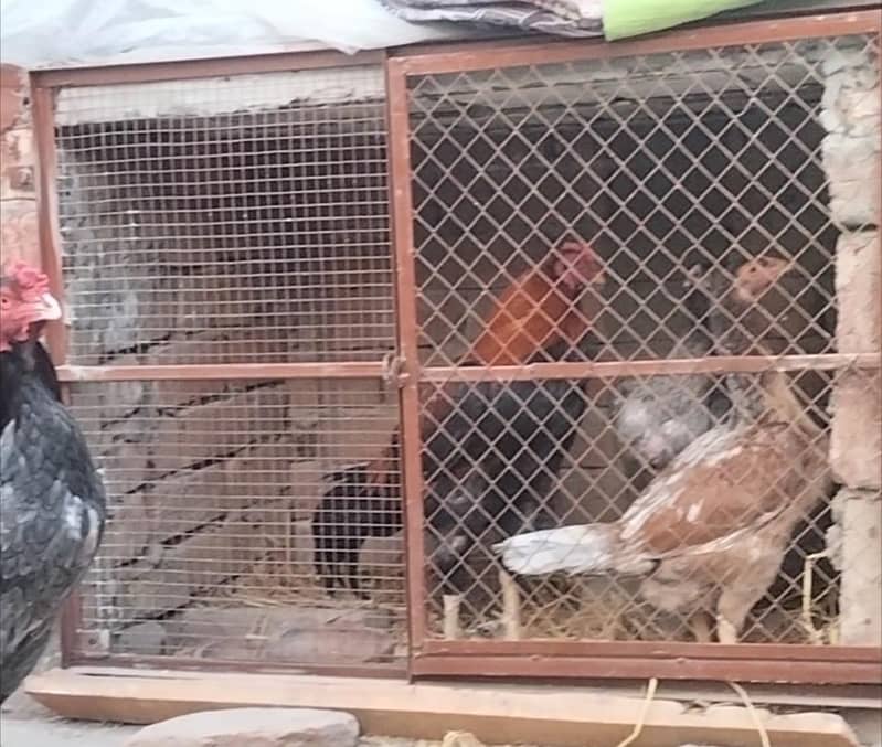 Hen's Frame | ہنز فریم 0