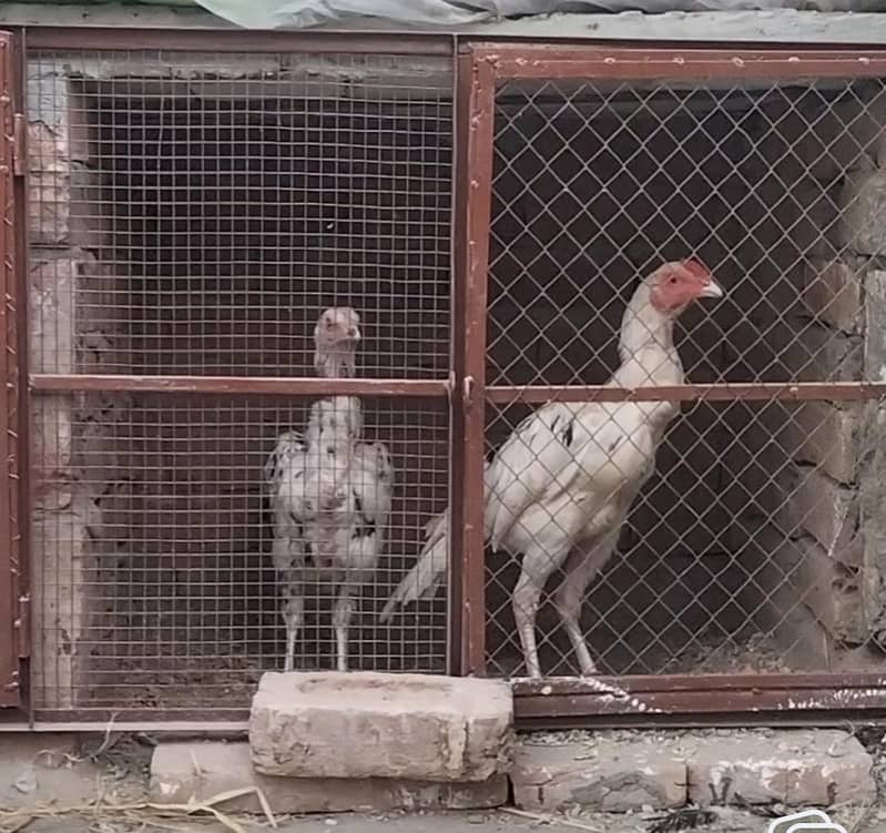 Hen's Frame | ہنز فریم 1