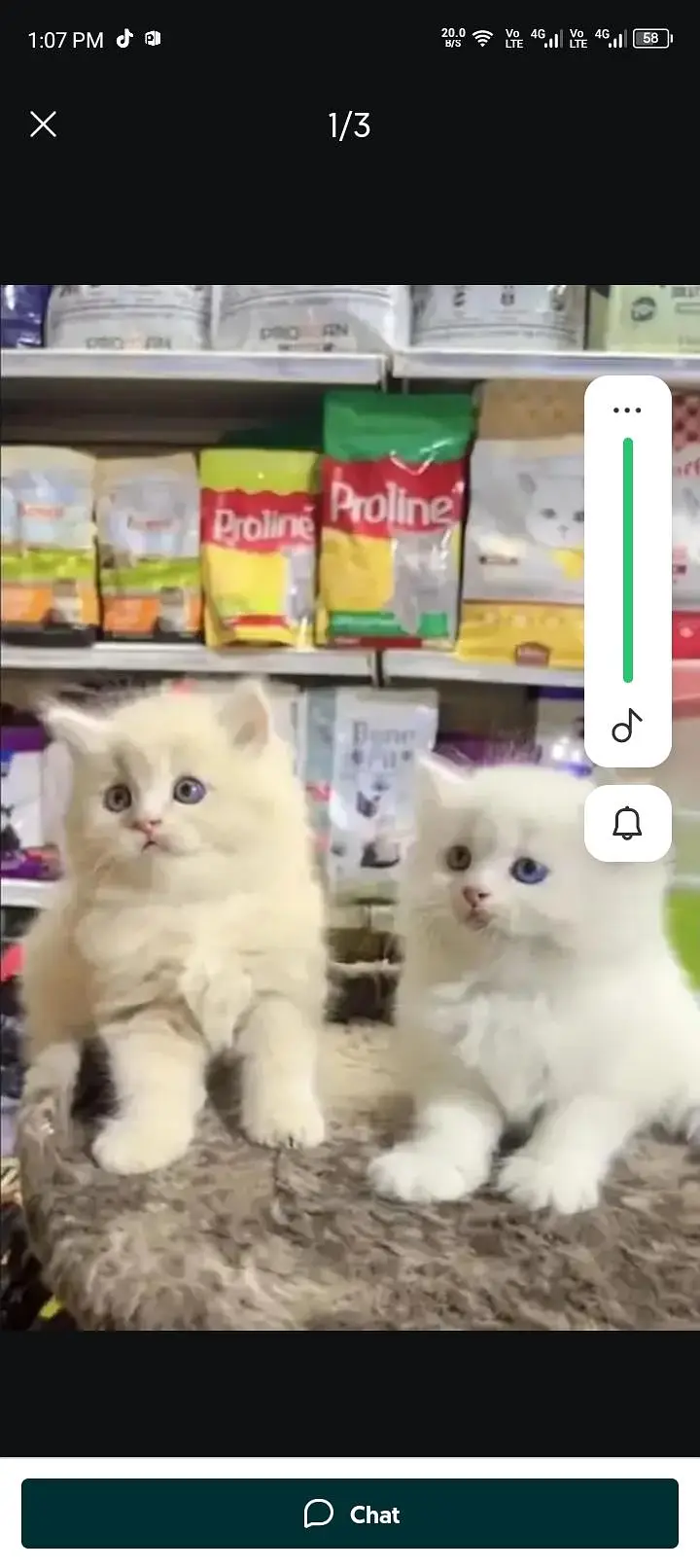 Persian cat for sale 2 month age available — photo 2