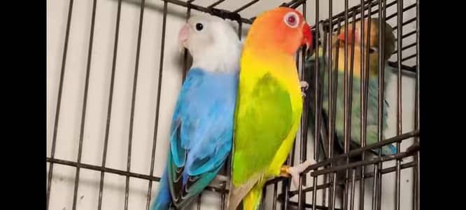 Love Birds Latest mutation