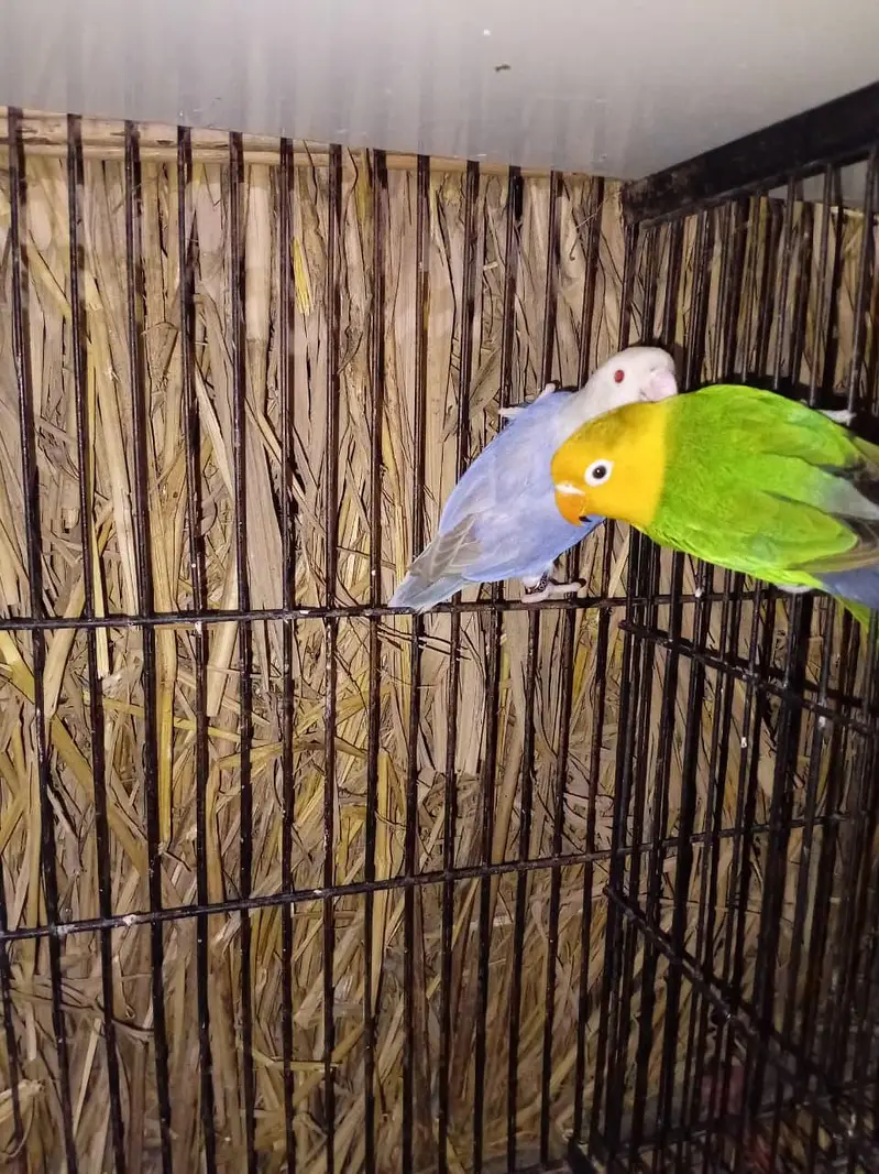 Love Birds Latest mutation — photo 2